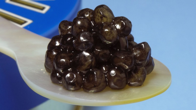 Close-up of a spoonful of dark brown beluga caviar