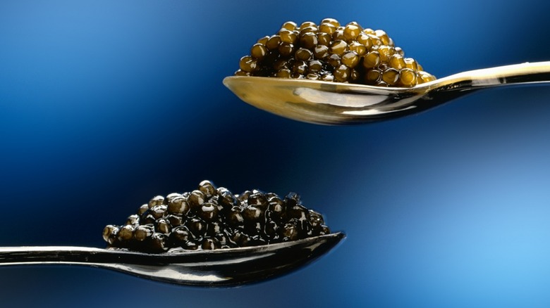 Two spoonfuls of dark brown and yellow caviar on a blue background