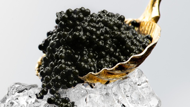 Close-up of a spoonful of black beluga caviar on ice