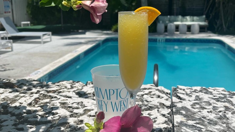 Mimosa by the pool