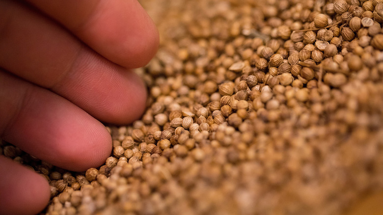 Fingers in coriander seeds