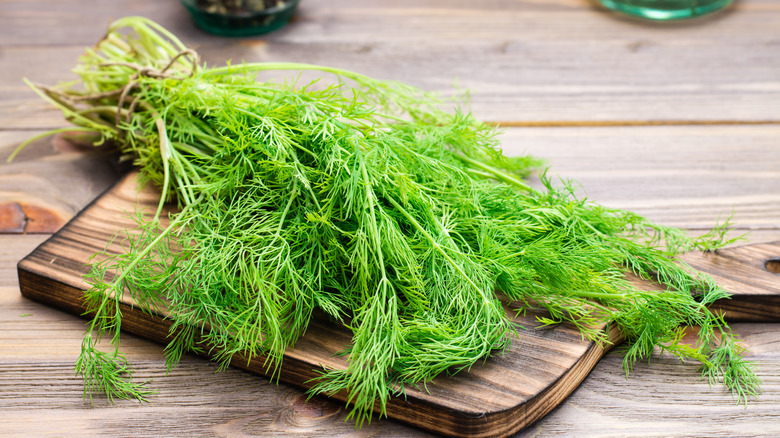 Bunch of fresh dill