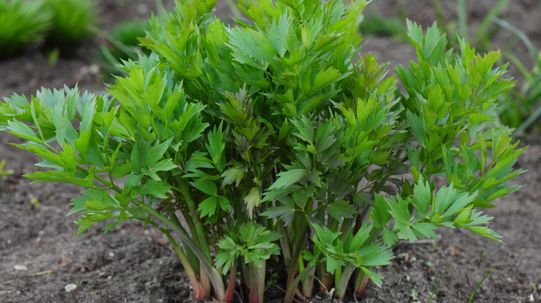 Lovage in garden patch
