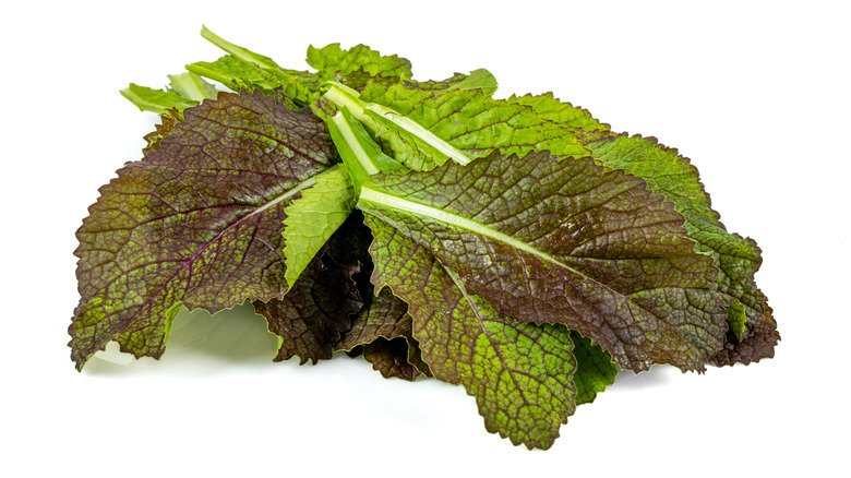 Mustard greens on white background