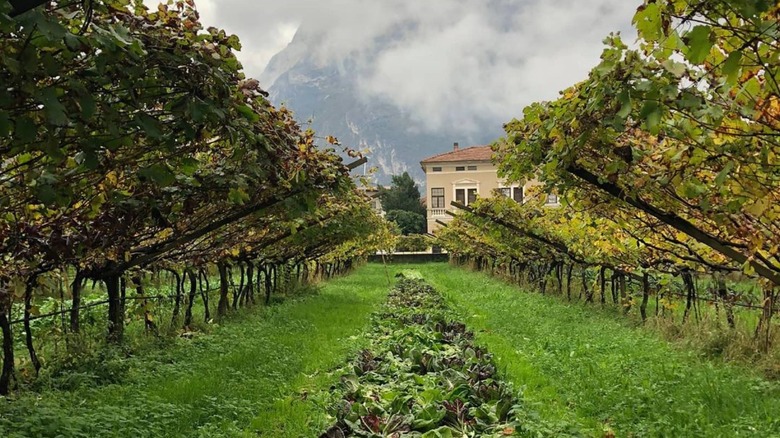 pergola trained vines in vineyard