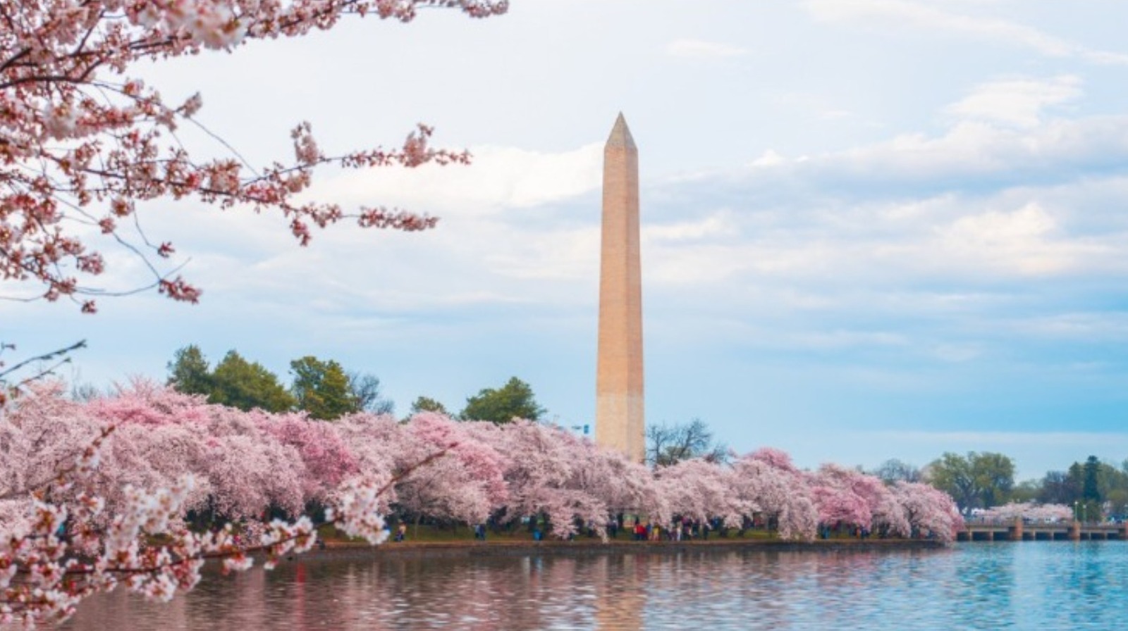 DC Cherry Blossom Key Chain