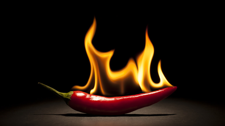 Pepper on fire with black background