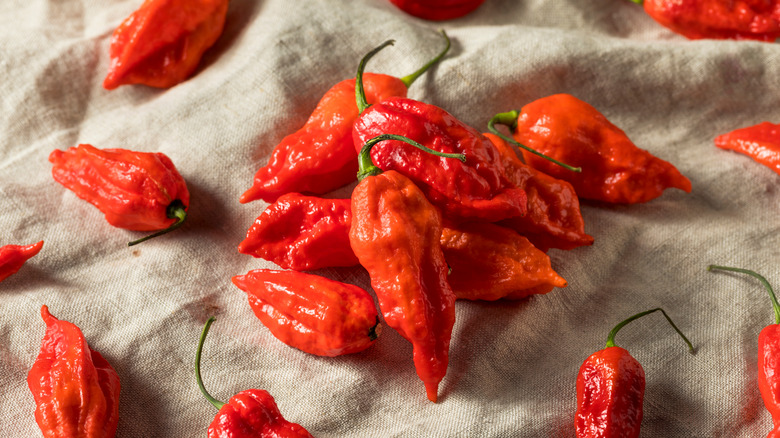 Bhut Jolokia peppers on cloth