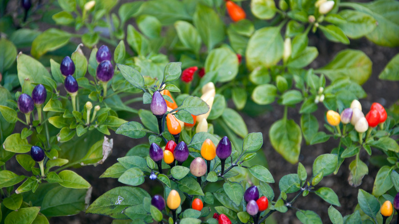 Bolivian Rainbow peppers