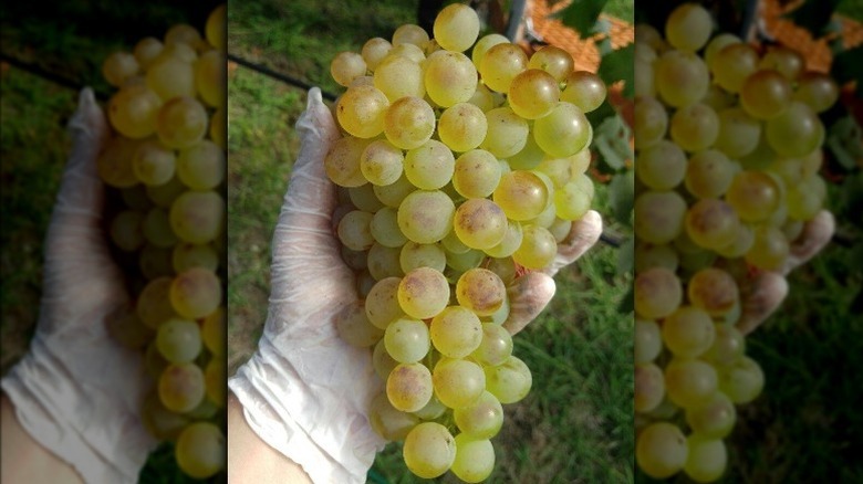 Vermentino