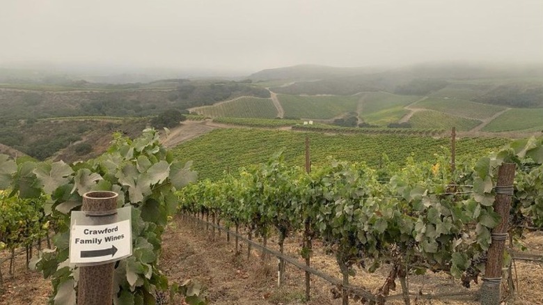 Vineyards on a foggy morning