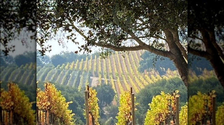 Rows of vineyards and trees