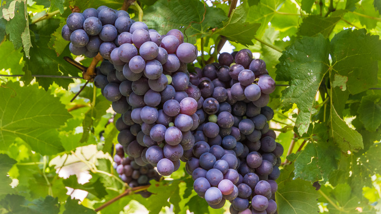 Schiava grape bunch