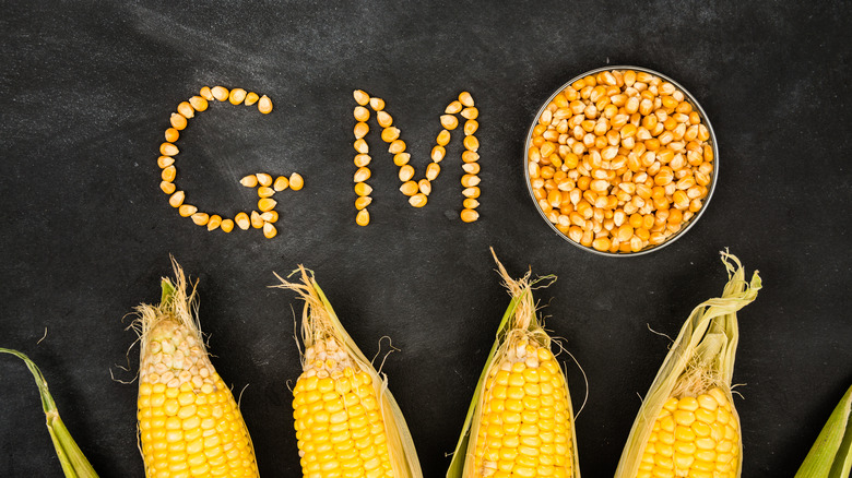 genetically modified yellow corn