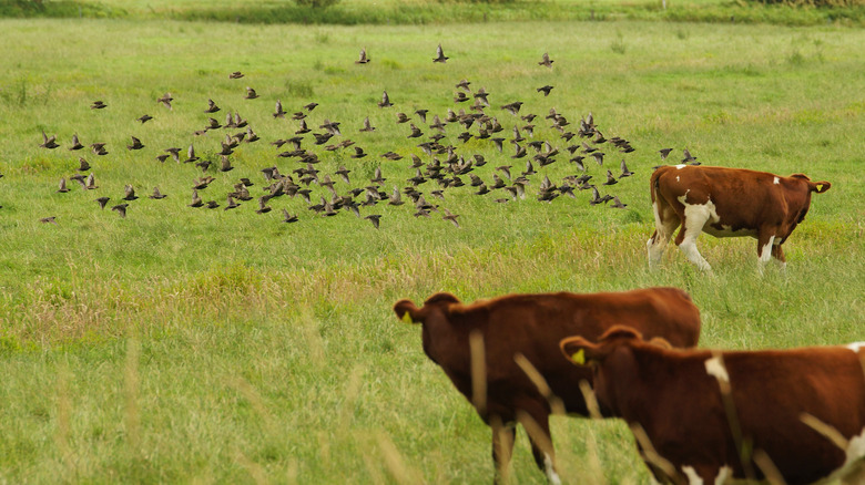 cows and birds 