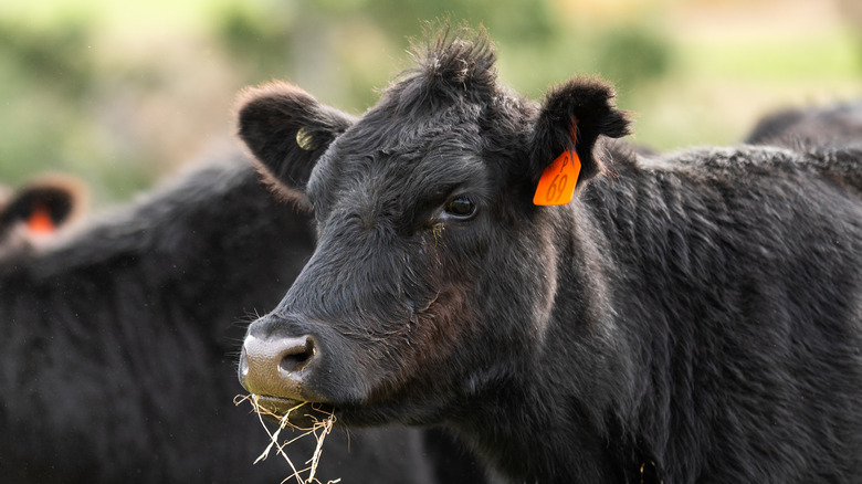 Black angus cattle with orange ear tag