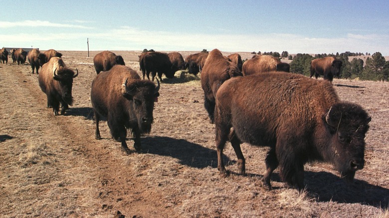 Bison herd