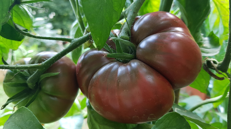 Black Krim tomatoes on vines