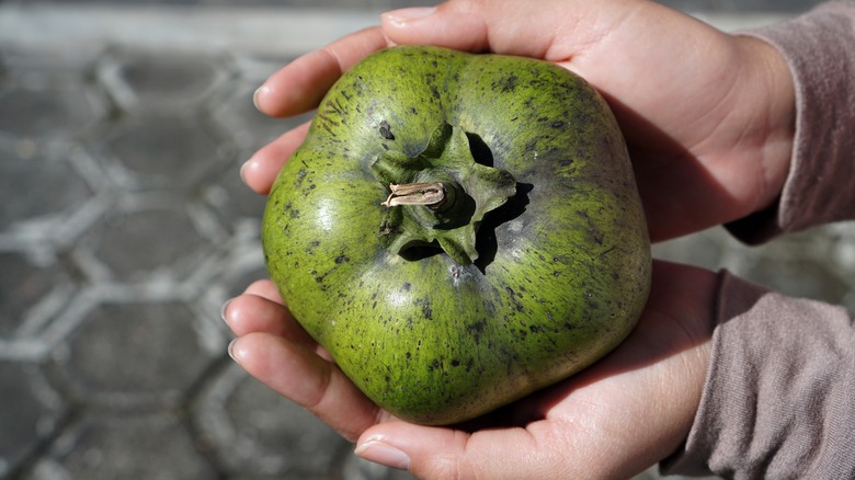 Hands holding black sapote