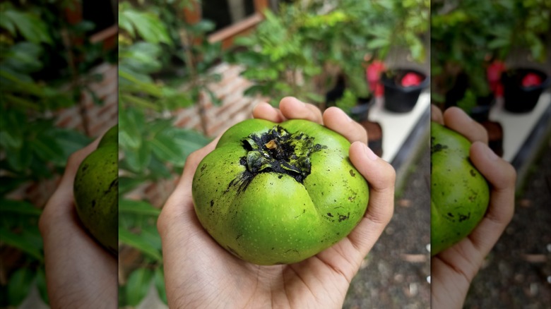 Hand holding black sapote