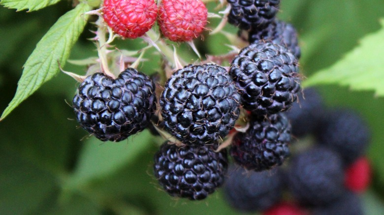 Close-up of black raspberries growing on the plant