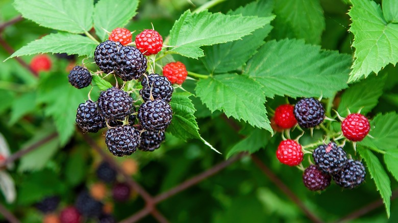 Blackberries Vs. Black Raspberries: What's The Difference?