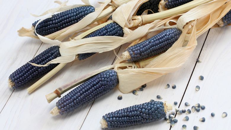 blue corn with husks