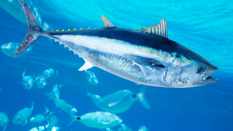 Bluefin tuna in Mediterranean 