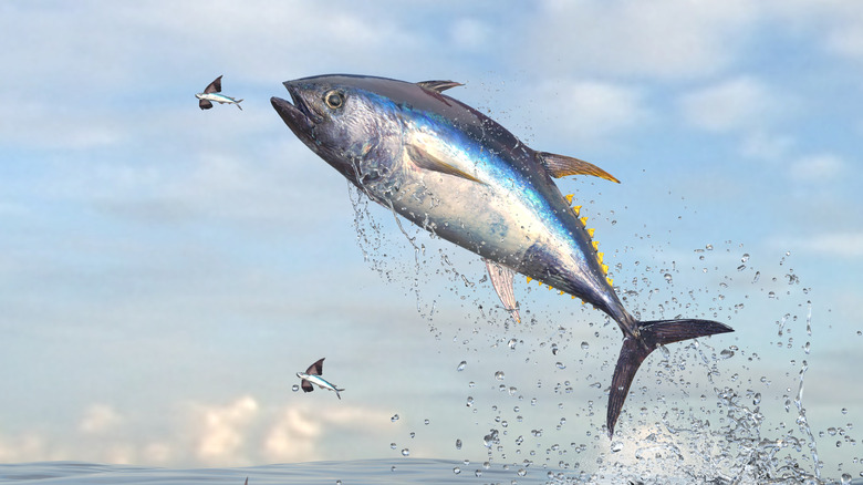 Leaping yellowfin tuna 