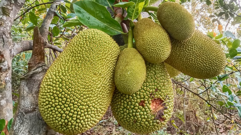 Cluster of jackfruits on tree