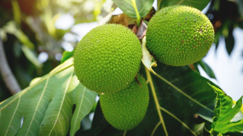 Cluster of breadfruits