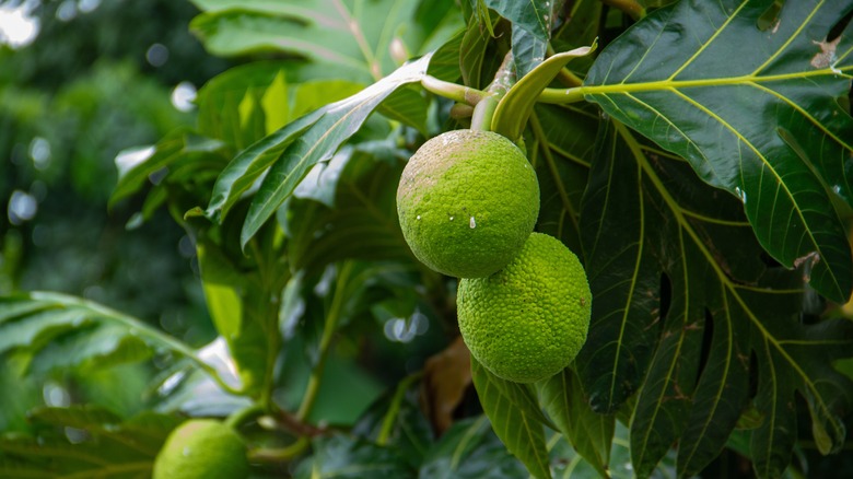 Breadfruit growing on a tree