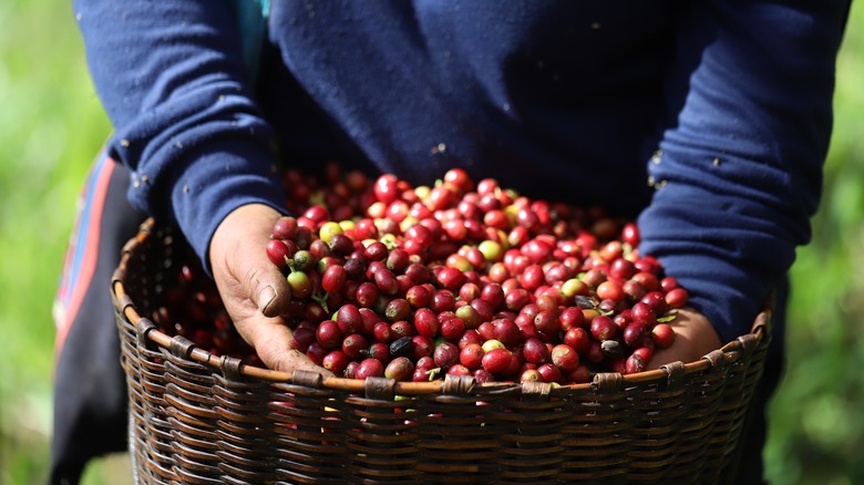 Arabica coffee beans being harvested 