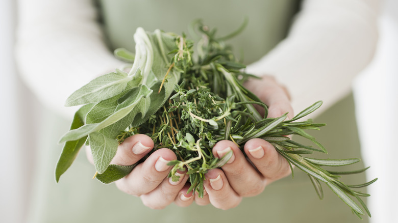 person holding fresh herbs