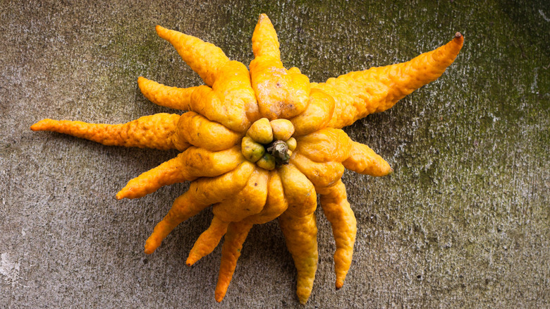 Buddha's hand on a table