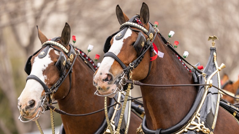 Two iconic Budweiser Clydesdales geared up