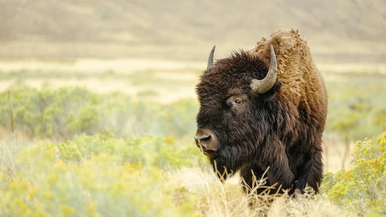 American bison in field