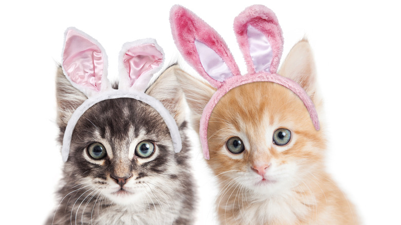 Cats in bunny ears