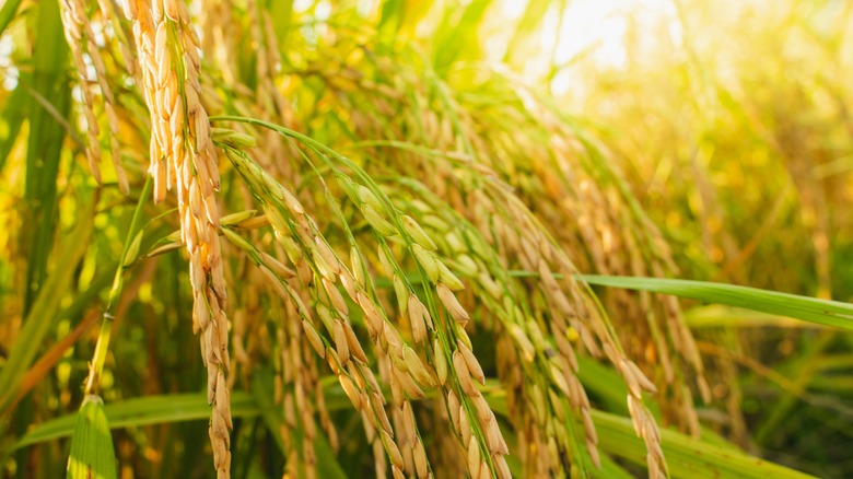 Rice plant