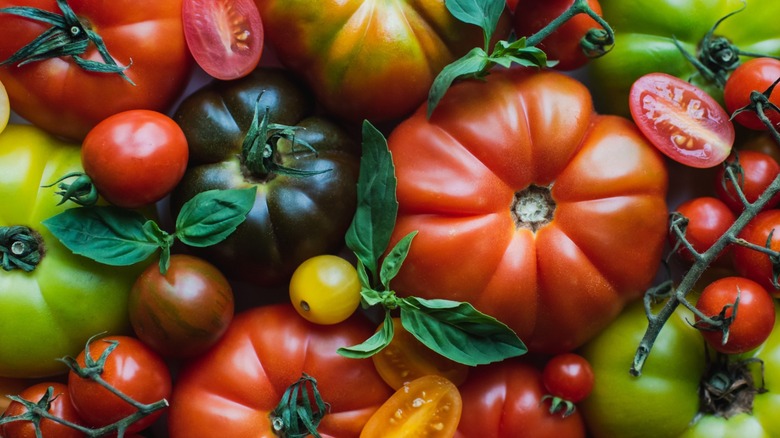 different kinds of tomatoes