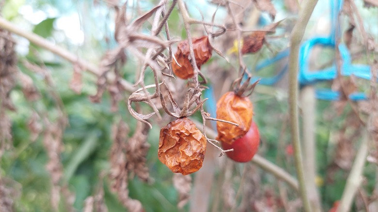 Tomatoes that are shriveled up 