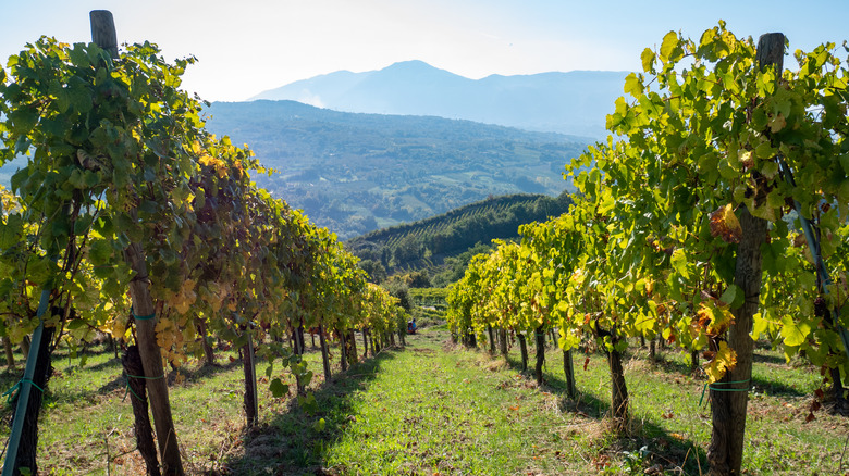 Vineyard rows in Campania province