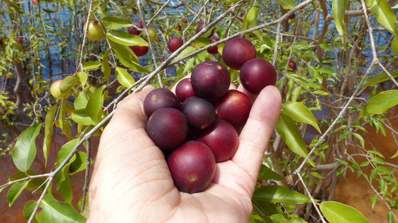 hand holding camu camu bunch