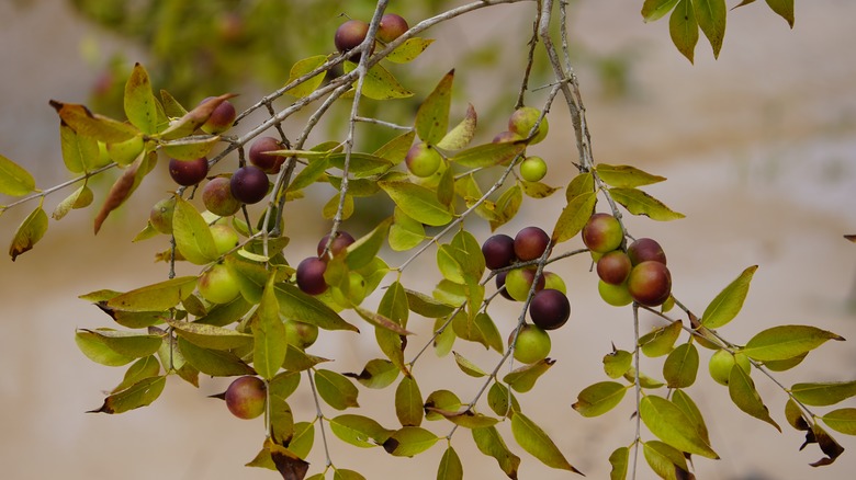 Camu Camu: The South American Berry You Should Know About