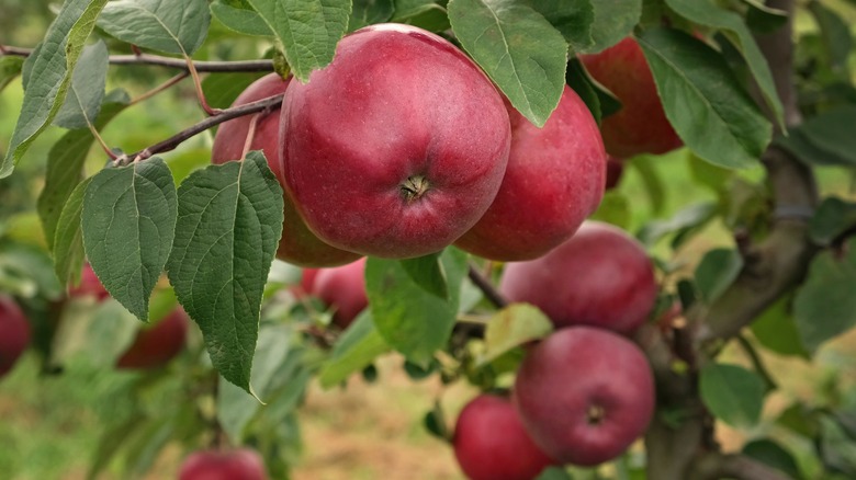 red apples on tree