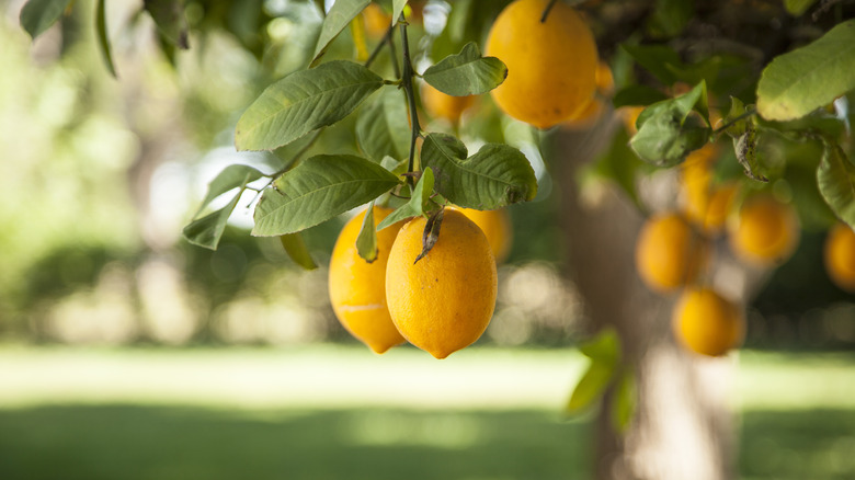 Can Eating Lemon Rinds Make You Sick 