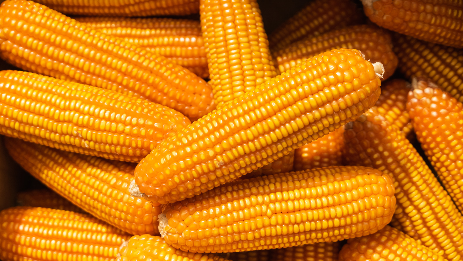 Can Eating Raw Corn Make You Sick 