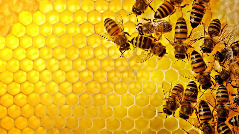 bees in a hive 