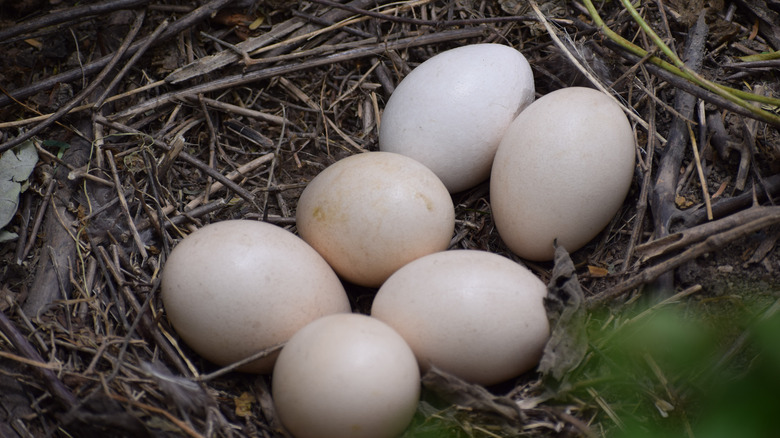 peahen eggs on ground