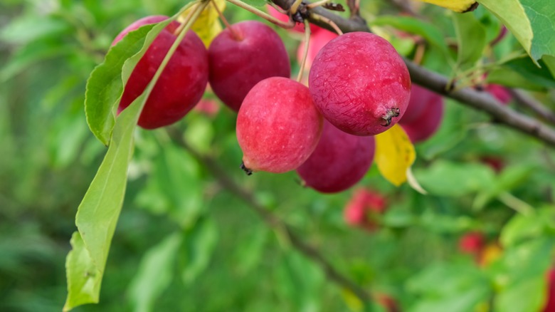 crab apples on tree